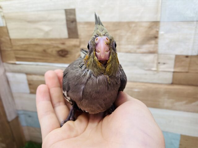 オカメインコ