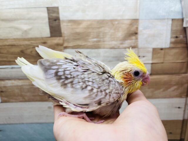 オカメインコ