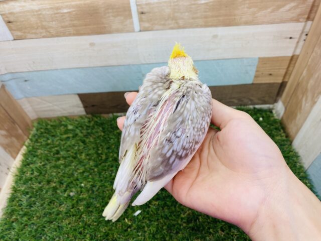 オカメインコ