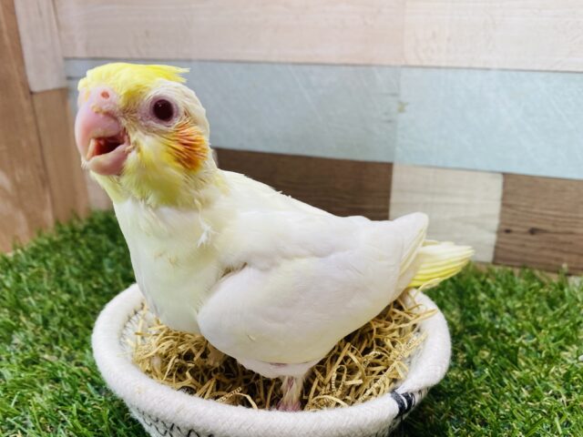 オカメインコ