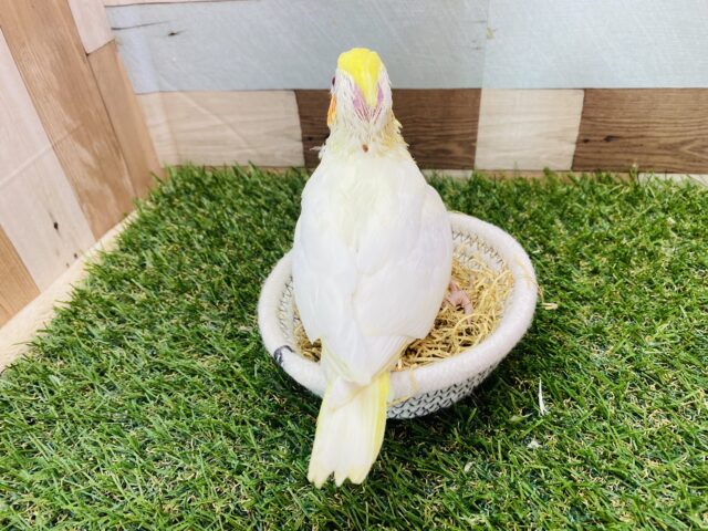 オカメインコ