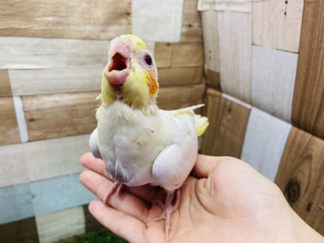 オカメインコ