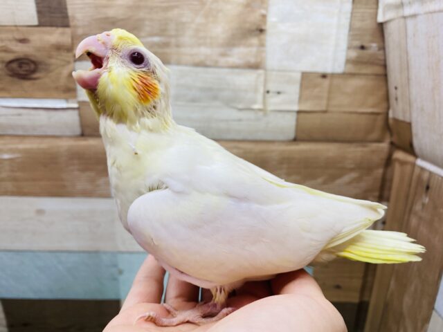 オカメインコ