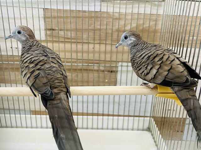 鳴き声の綺麗な鳩♡チョウショウバト入舎しました! チョウショウバト