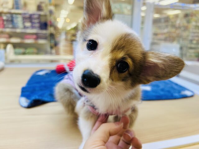 ウェルシュコーギー・ペンブローグ