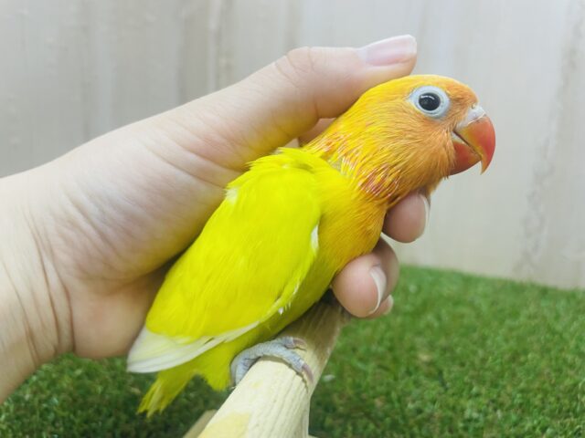 ヤマブキボタンインコ