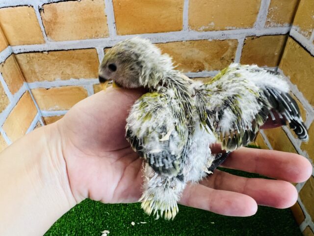 コザクラインコ（小桜インコ）