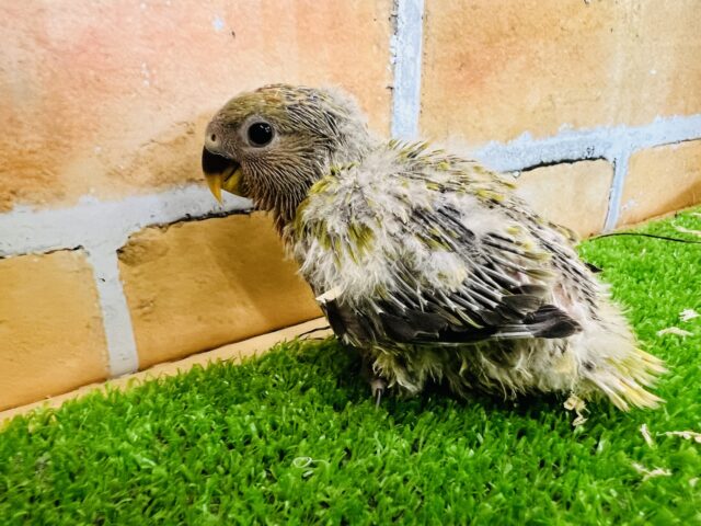 コザクラインコ（小桜インコ）