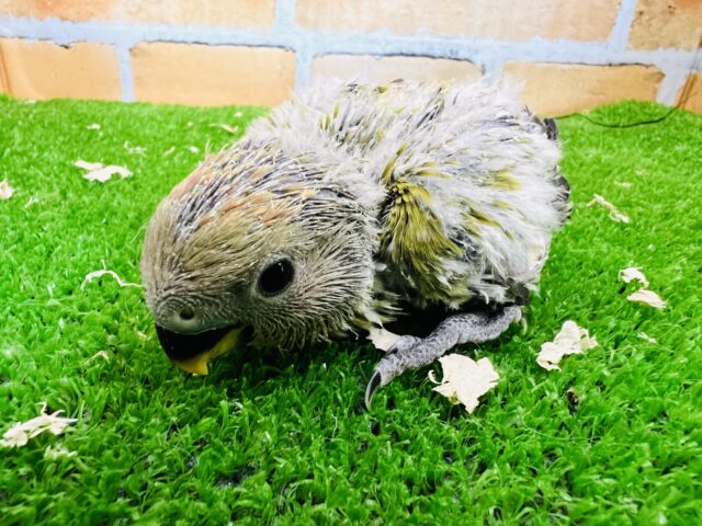 コザクラインコ（小桜インコ）