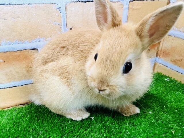 ネザーランドドワーフ