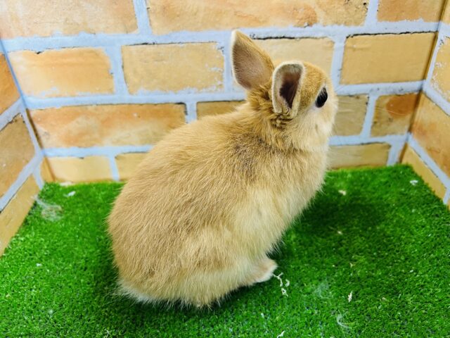 ネザーランドドワーフ