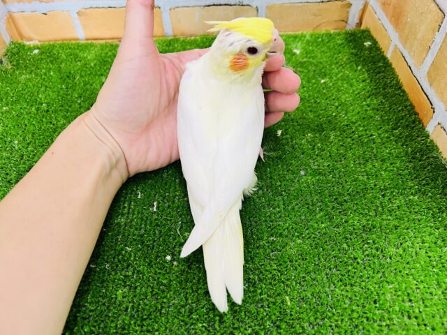 とってもピュア♡オカメインコ(ルチノー) オカメインコ