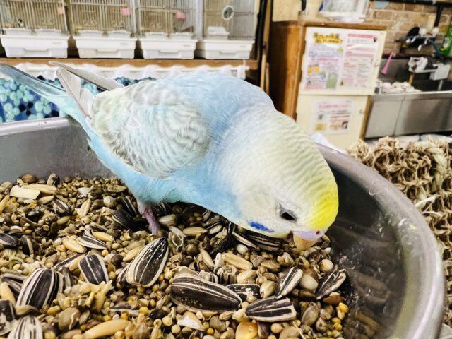 セキセイインコ