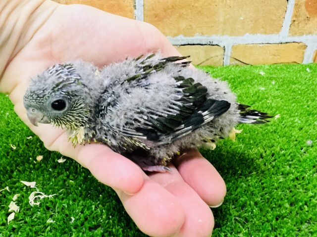 サザナミインコ