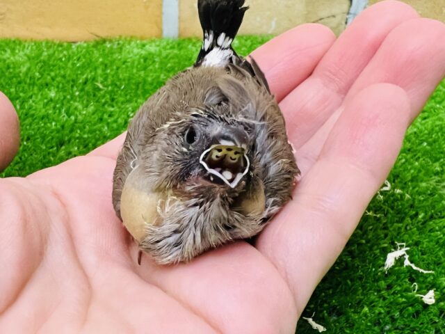 ポヤポヤでも貫禄あり!キンキチョウ雛入舎です!(ノーマル) 錦花鳥(キンカチョウ)