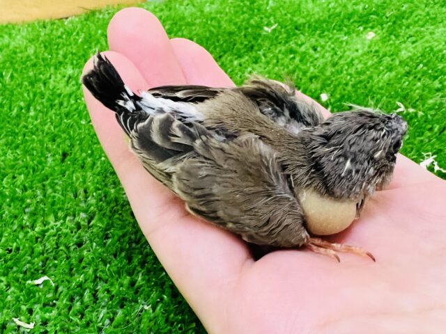 ポヤポヤでも貫禄あり!キンキチョウ雛入舎です!(ノーマル) 錦花鳥(キンカチョウ)