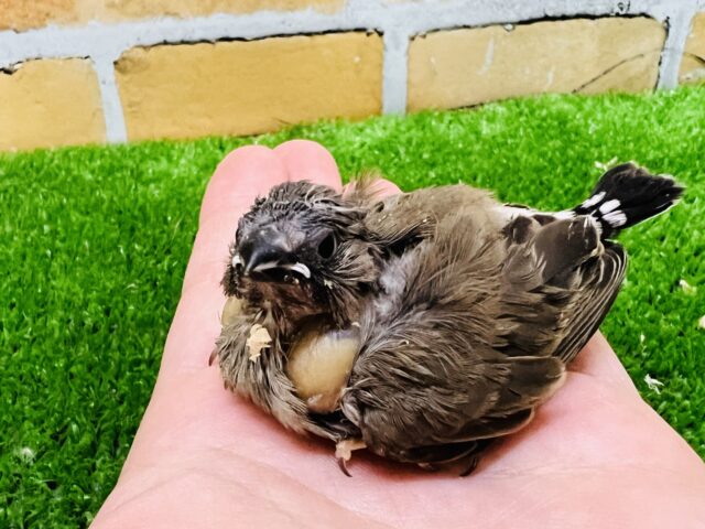 ポヤポヤでも貫禄あり!キンキチョウ雛入舎です!(ノーマル) 錦花鳥(キンカチョウ)