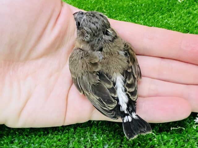 ポヤポヤでも貫禄あり!キンキチョウ雛入舎です!(ノーマル) 錦花鳥(キンカチョウ)