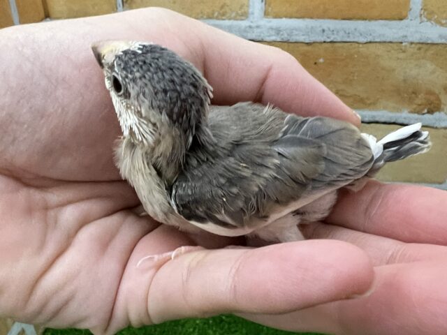 ちょっと変わり者?個性派桜文鳥〜☆ 桜文鳥