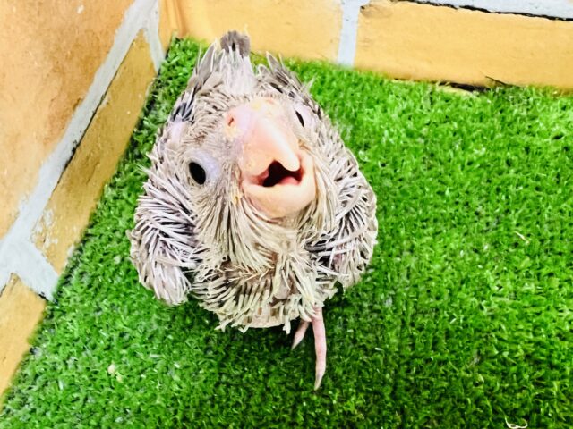 最新画像更新❤綺麗な心の持ち主⁈ピュアすぎるオカメインコ(ホワイトフェイス) オカメインコ