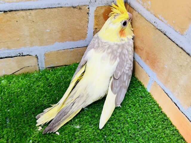 オカメインコ