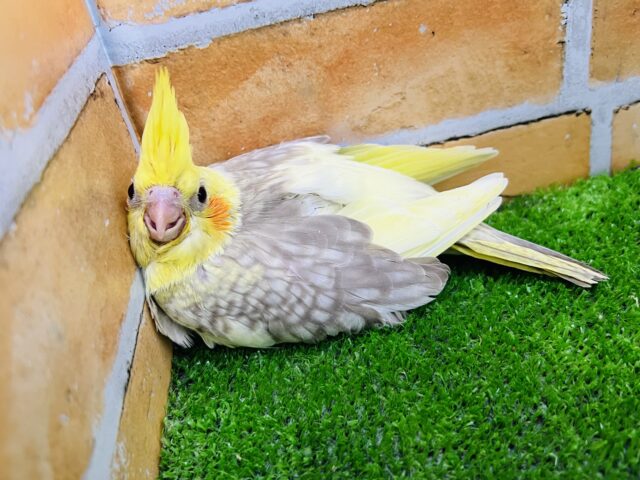 オカメインコ