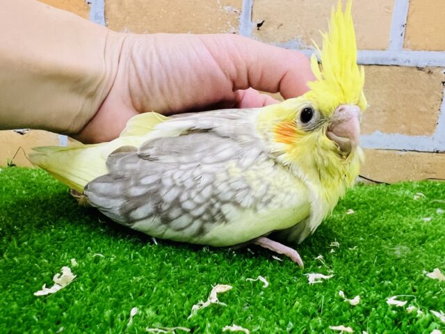 オカメインコ