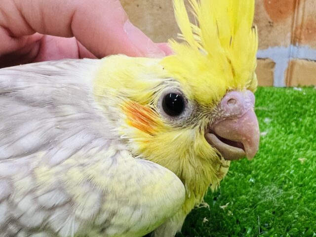 オカメインコ