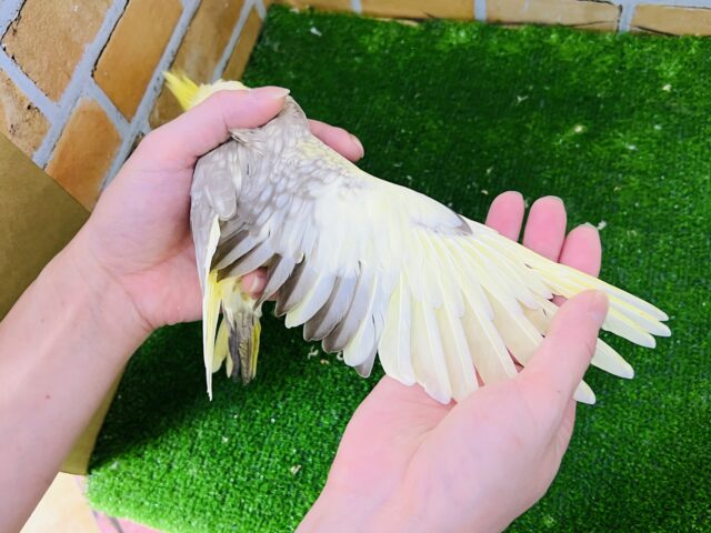 オカメインコ
