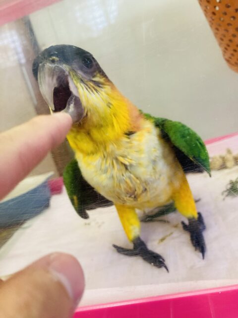 ズグロシロハラインコ