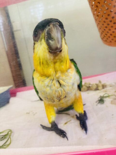 ズグロシロハラインコ