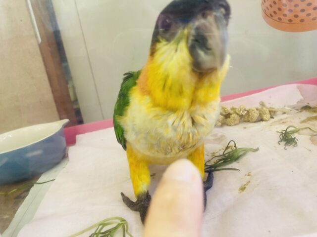 ズグロシロハラインコ