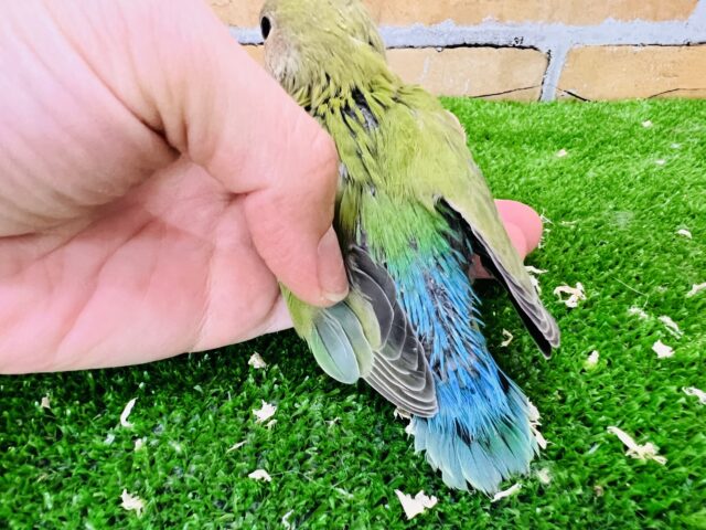 最新画像更新❤鮮やかでしょ?小桜インコ(ノーマル) コザクラインコ(小桜インコ)