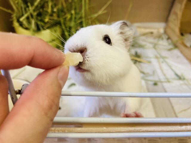 イングリッシュモルモット