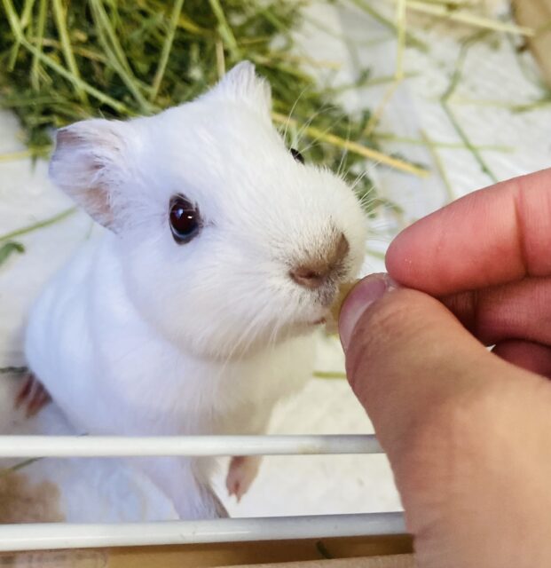 イングリッシュモルモット