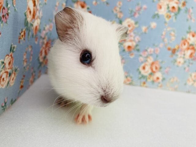 イングリッシュモルモット