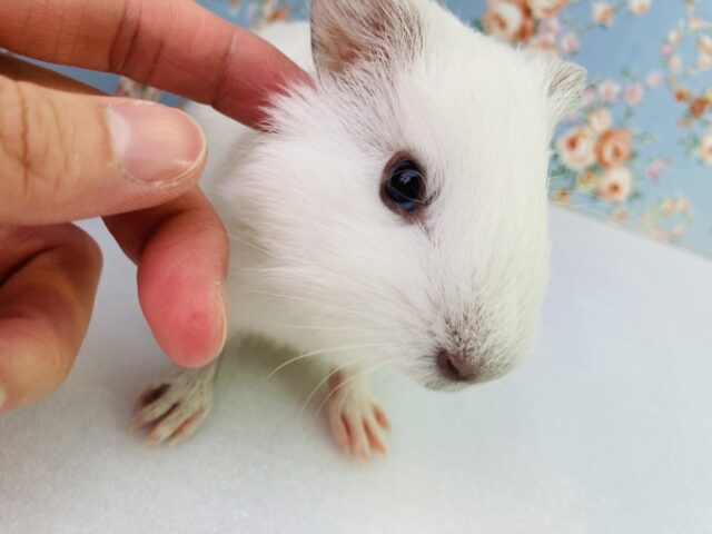 イングリッシュモルモット