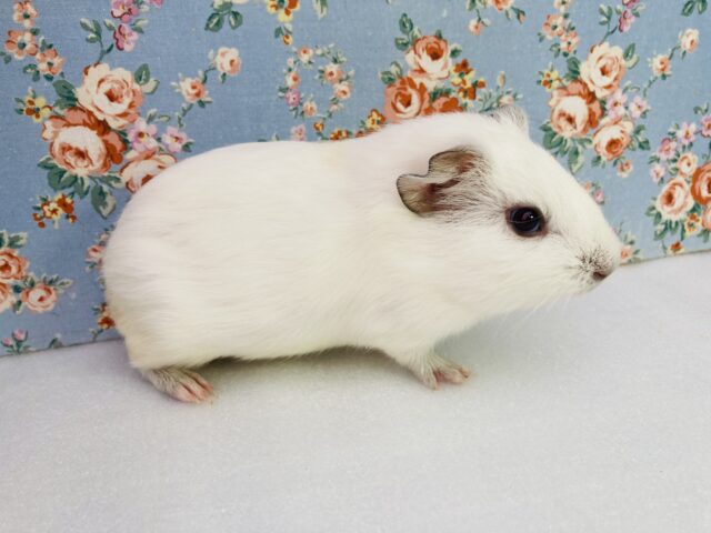 イングリッシュモルモット