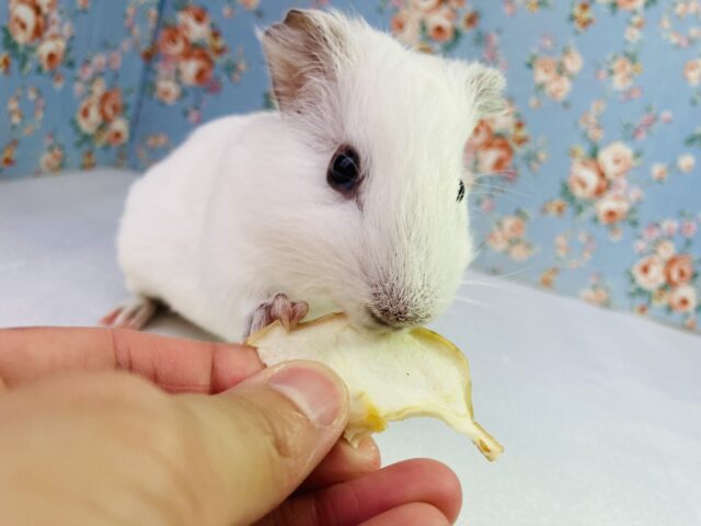 イングリッシュモルモット