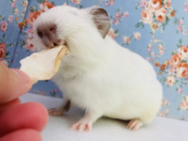 イングリッシュモルモット