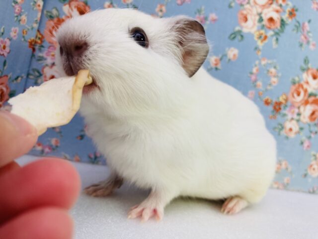 イングリッシュモルモット