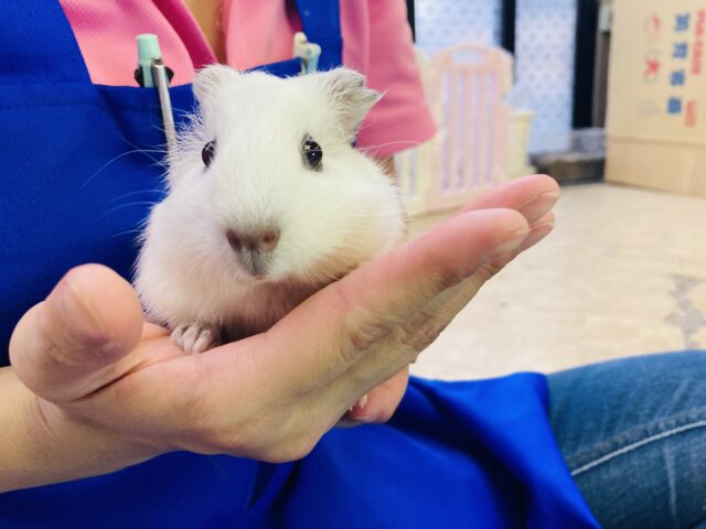 イングリッシュモルモット