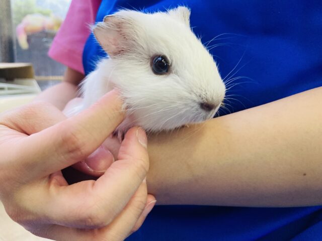 イングリッシュモルモット