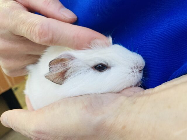 イングリッシュモルモット