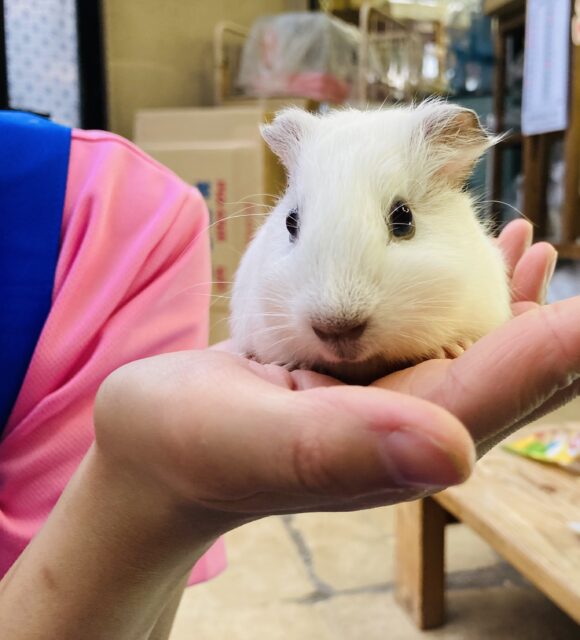 イングリッシュモルモット