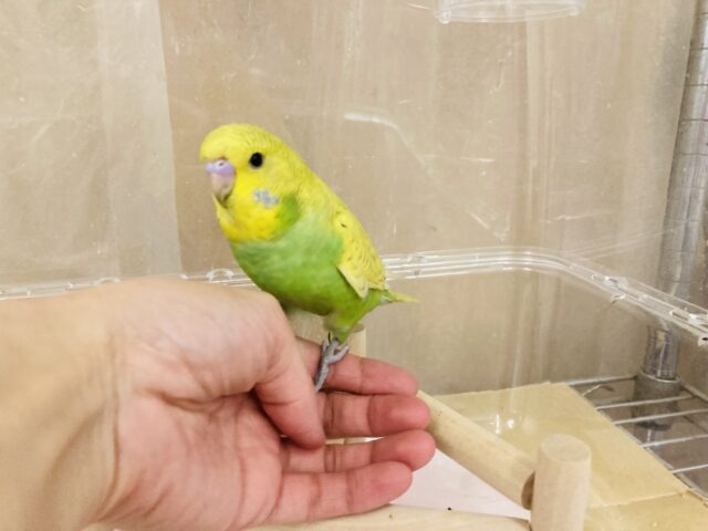 むちむちぷりぷりだよ❤︎ˊ꒳ˋ* 手乗りジャンボセキセイインコさん🫧 ジャンボセキセイインコ