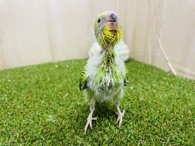 セキセイインコ