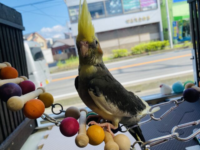 オカメインコ