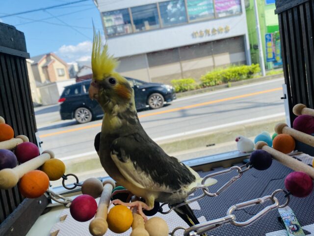 オカメインコ