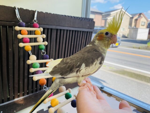 オカメインコ